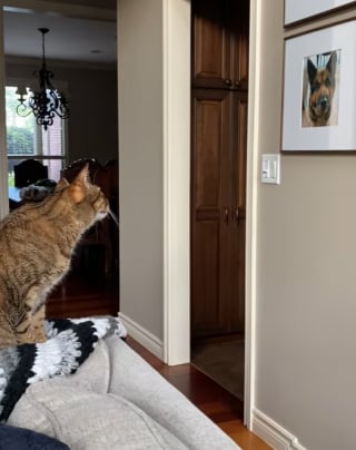Illustration de l'article : La réaction touchante de ce chat face au portrait de son ami canin décédé montre à quel point les animaux sont sensibles (vidéo) 