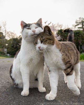 Illustration de l'article : 18 photos qui reflètent les moments marquants d'une journée-type d'un chat