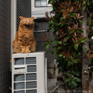 Illustration de l'article : 18 photos qui reflètent les moments marquants d'une journée-type d'un chat