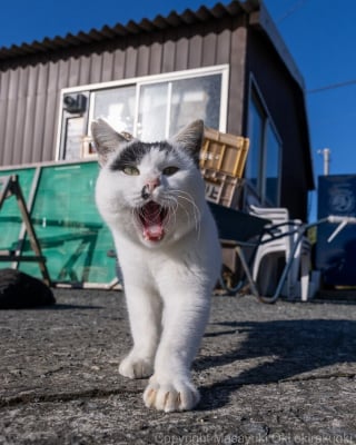 Illustration de l'article : 18 photos qui reflètent les moments marquants d'une journée-type d'un chat