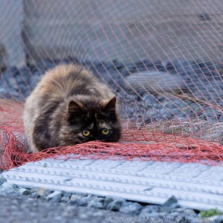 Illustration de l'article : 18 photos qui reflètent les moments marquants d'une journée-type d'un chat