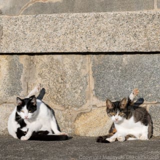 Illustration de l'article : 18 photos qui reflètent les moments marquants d'une journée-type d'un chat