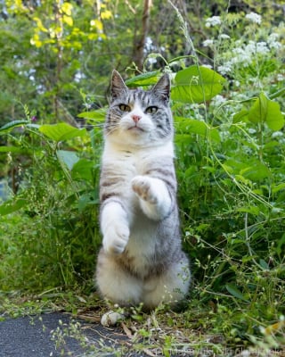 Illustration de l'article : 18 photos qui reflètent les moments marquants d'une journée-type d'un chat
