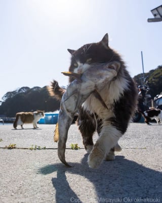 Illustration de l'article : 18 photos qui reflètent les moments marquants d'une journée-type d'un chat