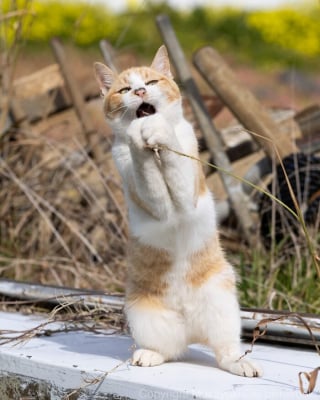 Illustration de l'article : 18 photos qui reflètent les moments marquants d'une journée-type d'un chat