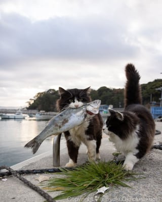 Illustration de l'article : 18 photos qui reflètent les moments marquants d'une journée-type d'un chat