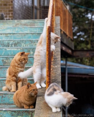 Illustration de l'article : 18 photos qui reflètent les moments marquants d'une journée-type d'un chat