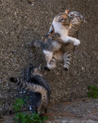Illustration de l'article : 18 photos qui reflètent les moments marquants d'une journée-type d'un chat