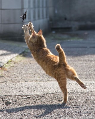 Illustration de l'article : 18 photos qui reflètent les moments marquants d'une journée-type d'un chat