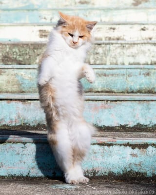 Illustration de l'article : 18 photos qui reflètent les moments marquants d'une journée-type d'un chat