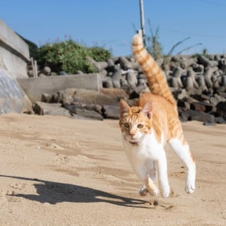 Illustration de l'article : 18 photos qui reflètent les moments marquants d'une journée-type d'un chat