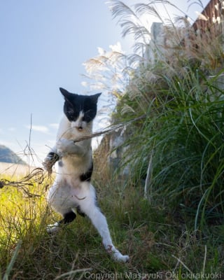 Illustration de l'article : 18 photos qui reflètent les moments marquants d'une journée-type d'un chat