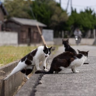 Illustration de l'article : 18 photos qui reflètent les moments marquants d'une journée-type d'un chat