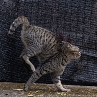 Illustration de l'article : 18 photos qui reflètent les moments marquants d'une journée-type d'un chat