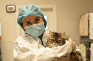 Illustration de l'article : Après le décès de leur propriétaire dépassé, 83 chats Persans au pelage emmêlé et sale ont été récupérés et soignés par des refuges