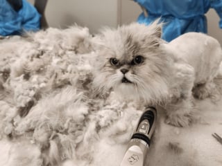 Illustration de l'article : Après le décès de leur propriétaire dépassé, 83 chats Persans au pelage emmêlé et sale ont été récupérés et soignés par des refuges