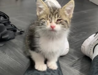 Illustration de l'article : Un chaton errant s’introduit dans une propriété privée pour demander de l’aide et trouve finalement sa maman pour la vie (vidéo) 