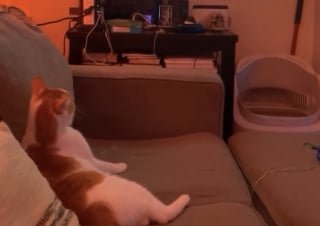 Illustration de l'article : Lorsque le générique de son programme préféré retentit, ce chat s’installe confortablement sur le canapé et bat de la queue au rythme de la musique (vidéo)