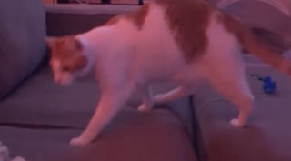 Illustration de l'article : Lorsque le générique de son programme préféré retentit, ce chat s’installe confortablement sur le canapé et bat de la queue au rythme de la musique (vidéo)