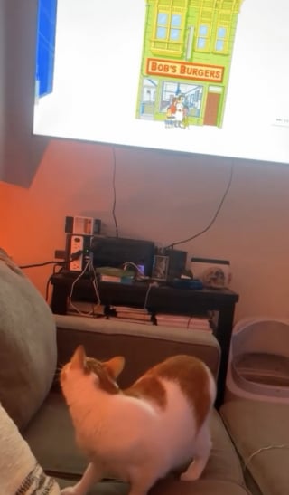 Illustration de l'article : Lorsque le générique de son programme préféré retentit, ce chat s’installe confortablement sur le canapé et bat de la queue au rythme de la musique (vidéo)
