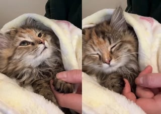 Illustration de l'article : Inquiète pour ses petits, cette chatte errante vient réclamer de l’aide aux portes d’un refuge