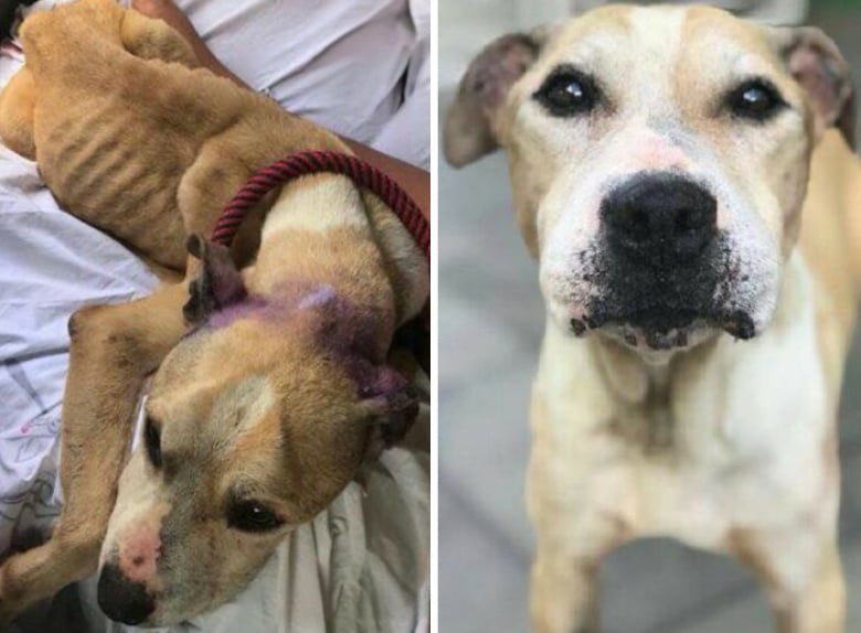 Illustration de l'article : 20 « avant-après » saisissants montrant la transformation des Pitbulls sauvés par une association