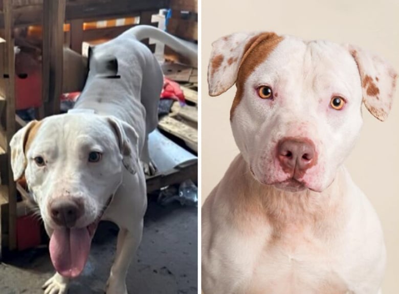 Illustration de l'article : 20 « avant-après » saisissants montrant la transformation des Pitbulls sauvés par une association