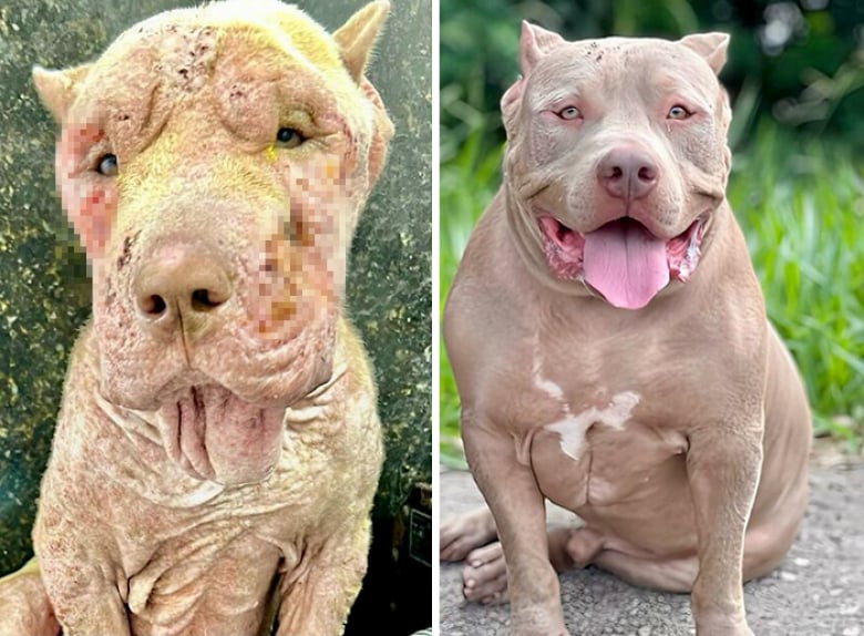 Illustration de l'article : 20 « avant-après » saisissants montrant la transformation des Pitbulls sauvés par une association