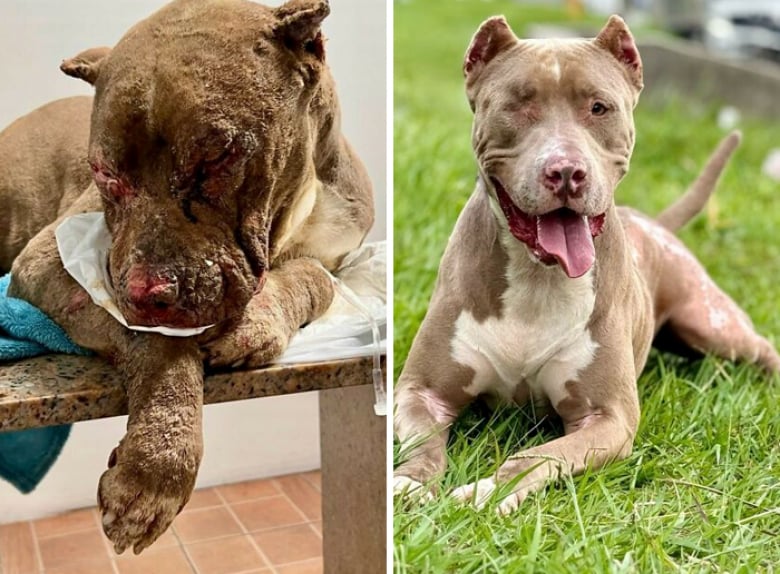 Illustration de l'article : 20 « avant-après » saisissants montrant la transformation des Pitbulls sauvés par une association