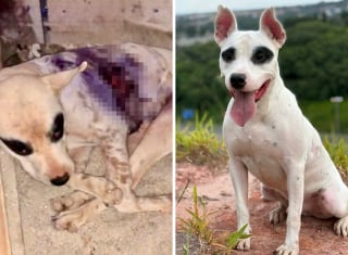Illustration de l'article : 20 chiens de refuge dont la transformation est saisissante