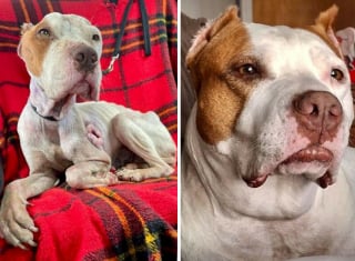 Illustration de l'article : 20 chiens de refuge dont la transformation est saisissante