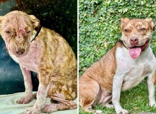 Illustration de l'article : 20 chiens de refuge dont la transformation est saisissante