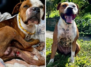 Illustration de l'article : 20 chiens de refuge dont la transformation est saisissante