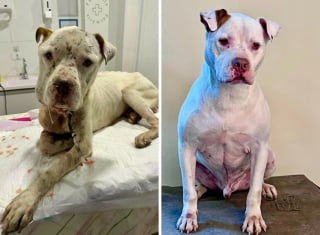 Illustration de l'article : 20 chiens de refuge dont la transformation est saisissante