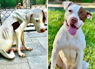 Illustration de l'article : 20 chiens de refuge dont la transformation est saisissante