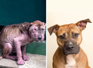 Illustration de l'article : 20 chiens de refuge dont la transformation est saisissante
