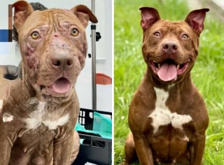 Illustration de l'article : 20 chiens de refuge dont la transformation est saisissante