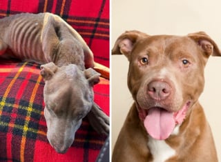 Illustration de l'article : 20 chiens de refuge dont la transformation est saisissante