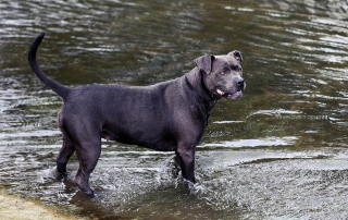 Illustration de l'article : Empoisonné mystérieusement comme quatre autres chiens des Alpes-Maritimes, ce chiot s’effondre en promenade mais survit