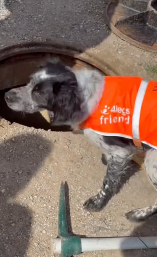 Illustration de l'article : Le flair infaillible d'un chien renifleur de fuites d'eau au service de la préservation de la plus précieuse de nos ressources