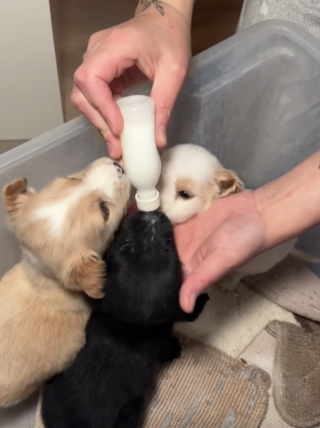Illustration de l'article : Un jeune homme prend tout le temps qu’il faut pour soigner des chiots abandonnés dans une boîte au milieu de nulle part (vidéo)