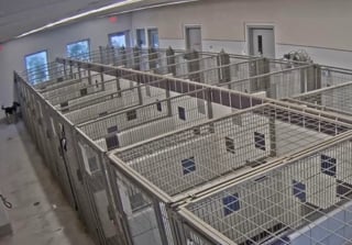 Illustration de l'article : Bien que ratée, l'audacieuse tentative d'évasion d'une chienne de refuge pourrait l'aider à réaliser son rêve d'adoption