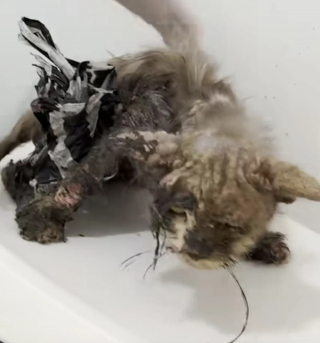 Illustration de l'article : Les sauveurs d'un chat découvert enduit de colle et mal en point sont ravis de voir sa transformation