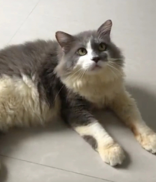 Illustration de l'article : Les sauveurs d'un chat découvert enduit de colle et mal en point sont ravis de voir sa transformation