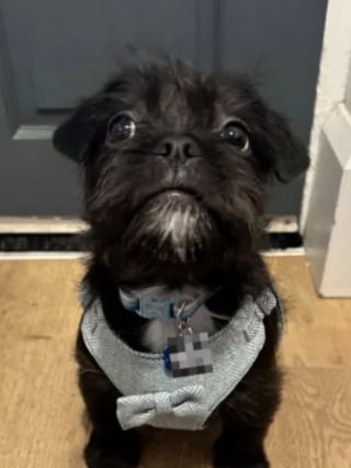 Illustration de l'article : Adopté récemment par ses propriétaires, ce chiot fait sensation sur leur lieu de travail en se montrant à l’aise dès le premier jour (vidéo)