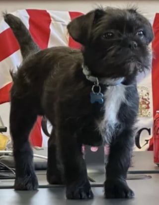 Illustration de l'article : Adopté récemment par ses propriétaires, ce chiot fait sensation sur leur lieu de travail en se montrant à l’aise dès le premier jour (vidéo)
