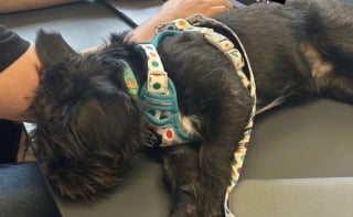 Illustration de l'article : Adopté récemment par ses propriétaires, ce chiot fait sensation sur leur lieu de travail en se montrant à l’aise dès le premier jour (vidéo)