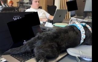 Illustration de l'article : Adopté récemment par ses propriétaires, ce chiot fait sensation sur leur lieu de travail en se montrant à l’aise dès le premier jour (vidéo)