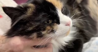 Illustration de l'article : « Je n’aime pas les chats, mais j’aime Abby » : cette chatte de thérapie apporte joie et douceur dans le quotidien des résidents de cette maison de retraite (vidéo)