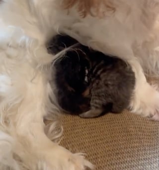 Illustration de l'article : Ayant grandi dans une usine à chiots, cette Cavalier King Charles apporte une aide à une maman chat dans le soin de ses petits (vidéo)
